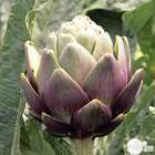 Plant d'artichaut violet 'Amethyste' F1 : pot de 1 litre